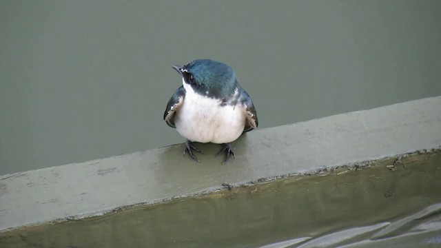 Mangrove Swallow - ML200953641