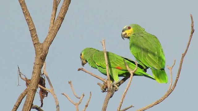 Amazona Alinaranja - ML200953651