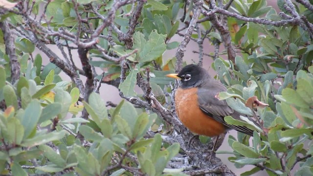 American Robin - ML200953671