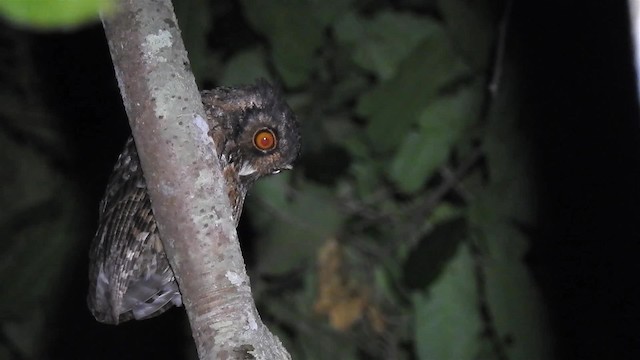 Tawny-bellied Screech-Owl (Austral) - ML200953691