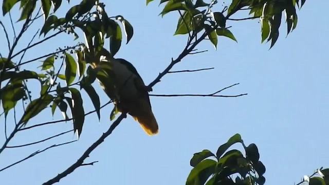 White-bellied Parrot (Green-thighed) - ML200953711