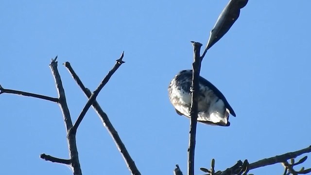 White-browed Purpletuft - ML200953731