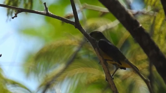 Golden-bellied Euphonia - ML200953761