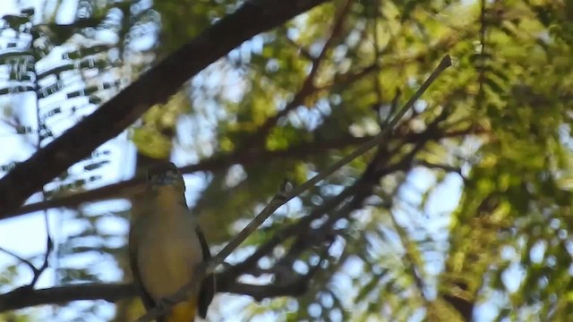 Golden-bellied Euphonia - ML200953771