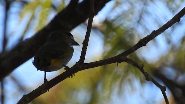 Golden-bellied Euphonia - ML200953781