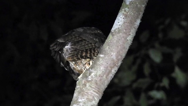 výreček amazonský (ssp. usta) - ML200953791