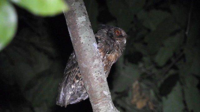 výreček amazonský (ssp. usta) - ML200953801