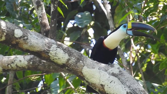 White-throated Toucan (Cuvier's) - ML200953851