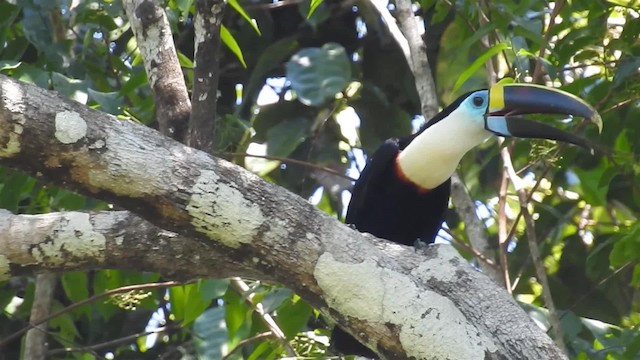 Toucan à bec rouge (cuvieri/inca) - ML200953851