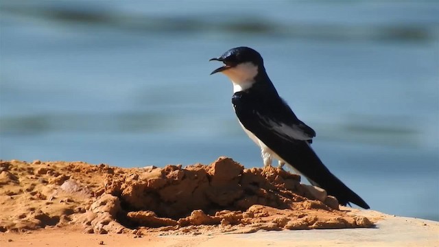 White-winged Swallow - ML200953861