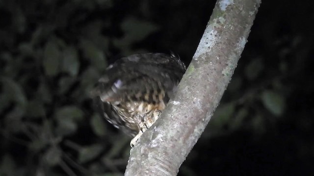 výreček amazonský (ssp. usta) - ML200953891