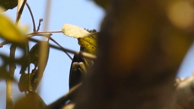 Chestnut-vented Conebill - ML200954081