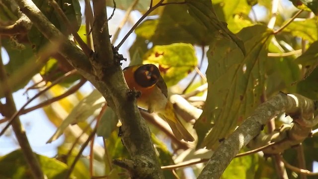 Guira Tanager - ML200954361