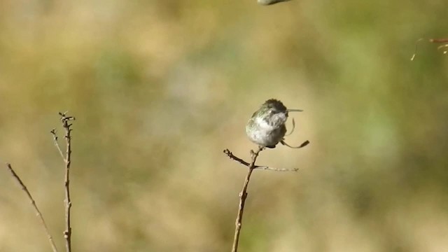 Peruvian Sheartail - ML200954381