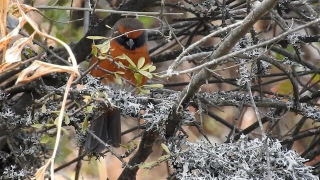 Rufous-breasted Warbling Finch - ML200954411