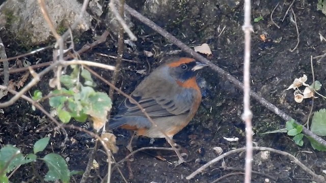 Rufous-breasted Warbling Finch - ML200954421