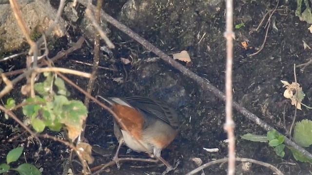 Rufous-breasted Warbling Finch - ML200954441