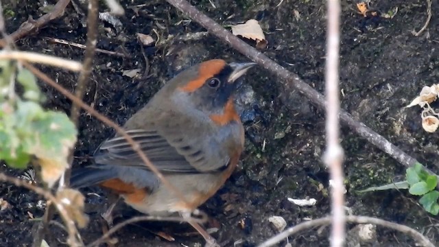 Rufous-breasted Warbling Finch - ML200954451