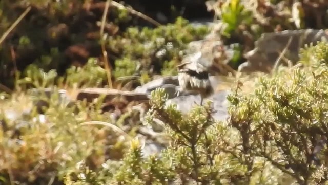 Rusty-crowned Tit-Spinetail - ML200954481