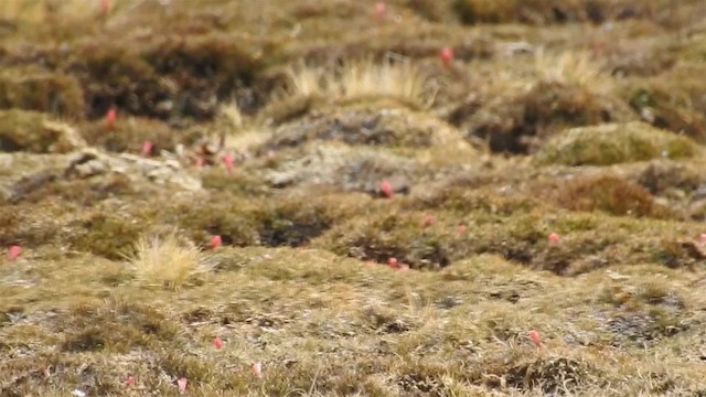 Olivaceous Thornbill - ML200954571