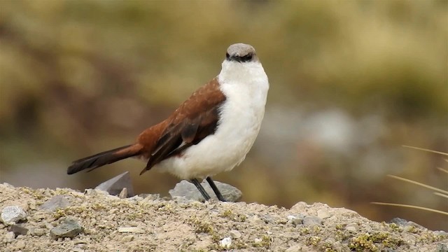 White-bellied Cinclodes - ML200954591