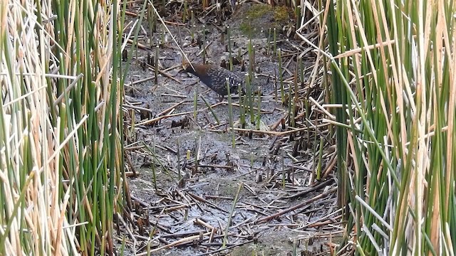 Râle noir (tuerosi) - ML200954611