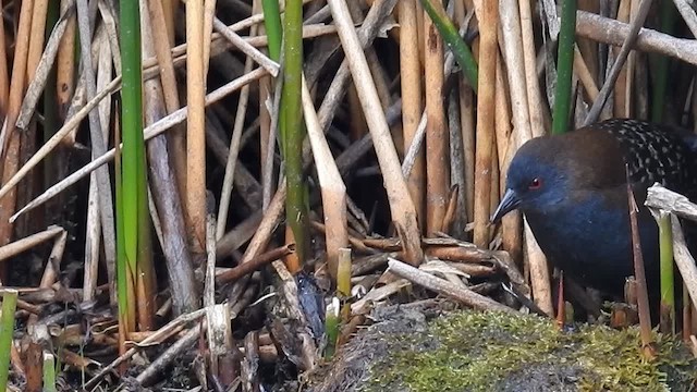 Râle noir (tuerosi) - ML200954621