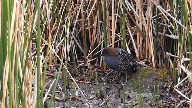 Black Rail (Junin) - ML200954631