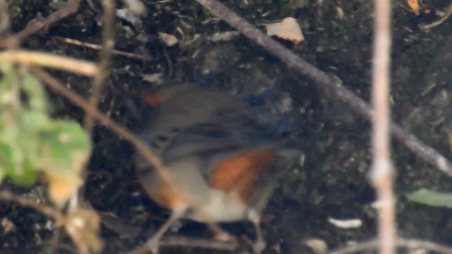 Rufous-breasted Warbling Finch - ML200954641