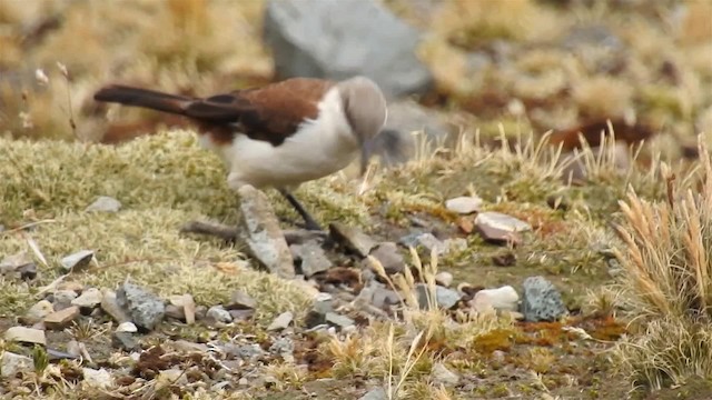 White-bellied Cinclodes - ML200954661