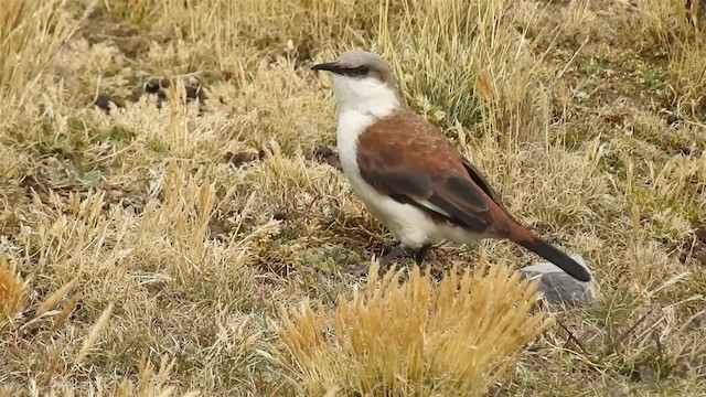 White-bellied Cinclodes - ML200954671