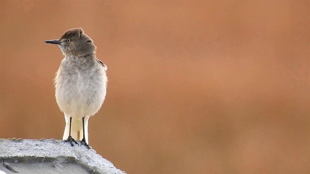 Black-billed Shrike-Tyrant - ML200954681