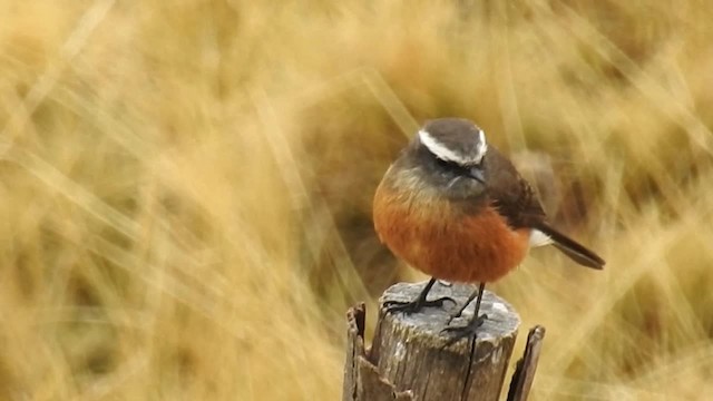 d'Orbigny's Chat-Tyrant - ML200954721