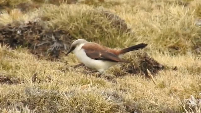 White-bellied Cinclodes - ML200954741