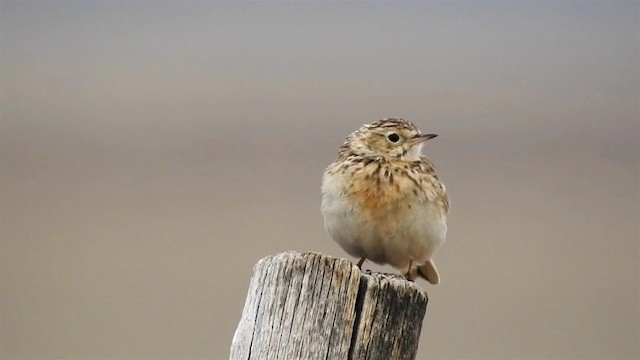 Puna Pipit - ML200954821