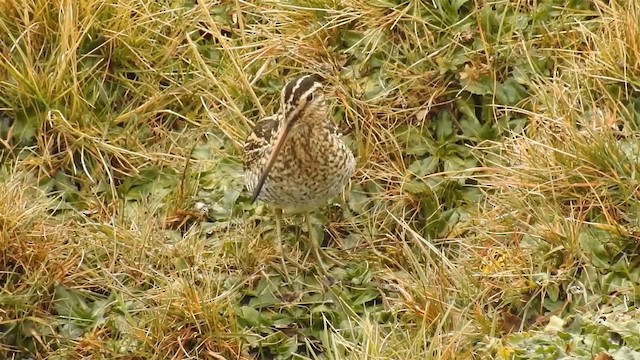 Puna Snipe - ML200954831