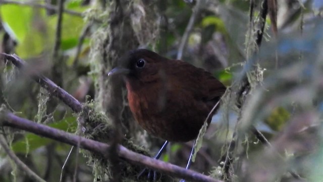 Bay Antpitta - ML200954891