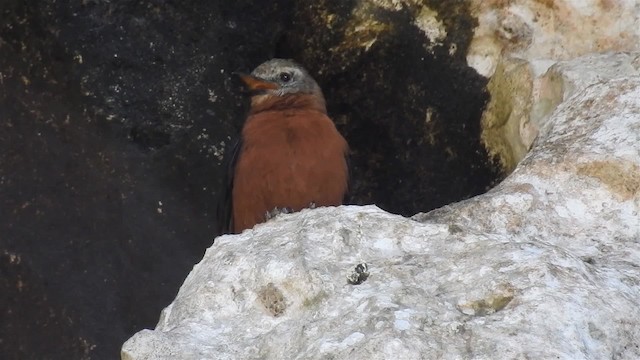 Cliff Flycatcher (Cliff) - ML200955001