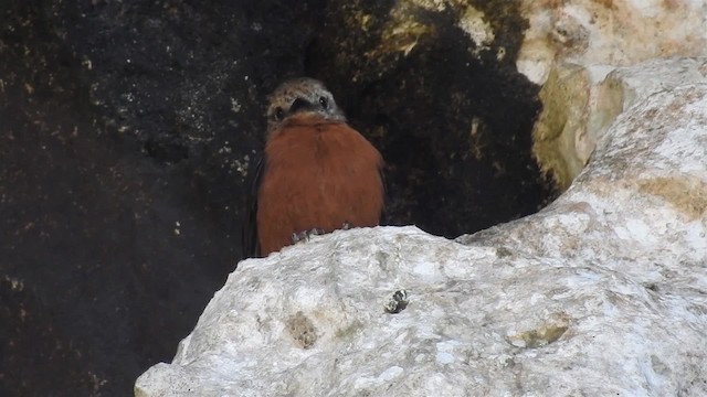 Cliff Flycatcher (Cliff) - ML200955011