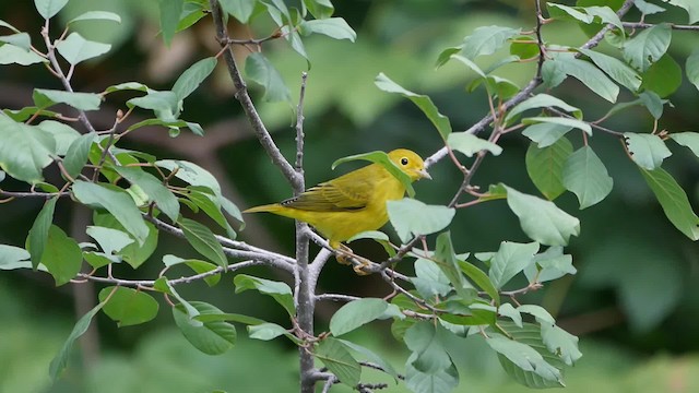 Yellow Warbler - ML200955131