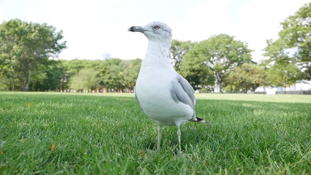 Ring-billed Gull - ML200955141