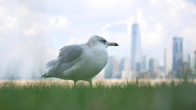 Ring-billed Gull - ML200955151