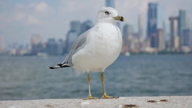 Ring-billed Gull - ML200955161