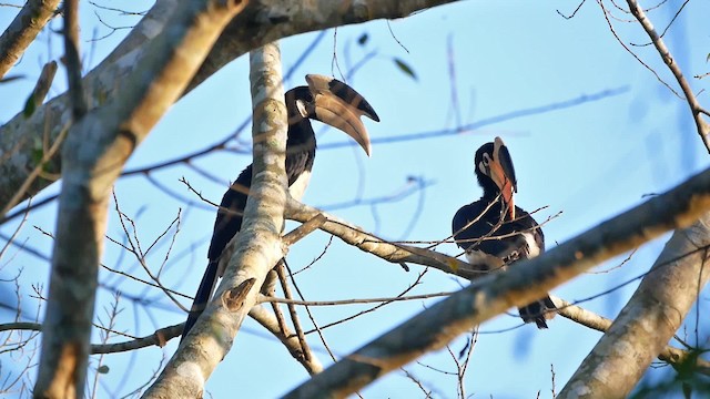 Malabar Pied-Hornbill - ML200955291