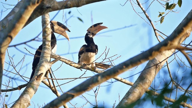 Malabar Pied-Hornbill - ML200955301