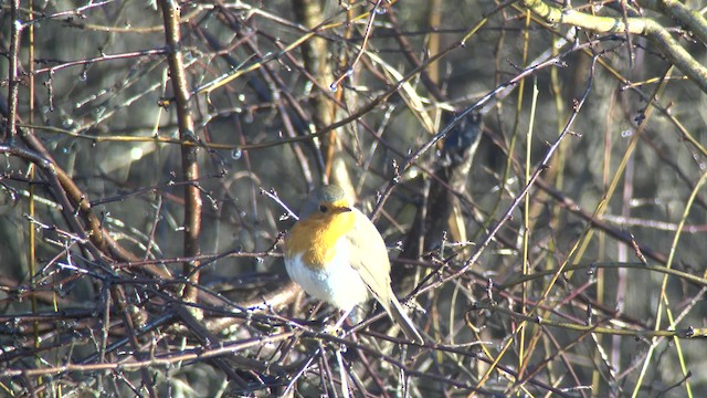 European Robin - ML200955321