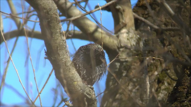 European Starling - ML200955341