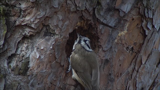 Crested Tit - ML200955351