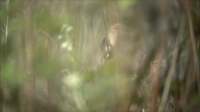 Marsh Warbler - ML200955371