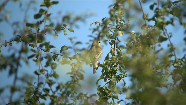 Icterine Warbler - ML200955381